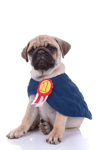 Adorável pug vestindo traje no fundo branco — Fotografia de Stock