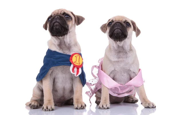 Couple of two pugs wearing costumes on white background — Stok fotoğraf
