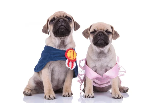 Couple of two pugs wearing costumes on white background — Stock Photo, Image