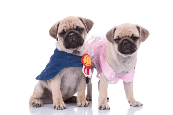 Paar van twee pugs dragen kostuum op witte achtergrond — Stockfoto