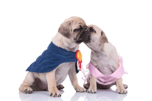 Couple of two pugs in costumes kissing on white background — Stok fotoğraf
