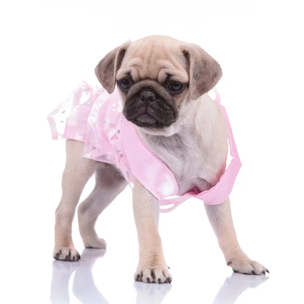 Adorabile carlino indossando costume rosa su sfondo bianco — Foto Stock