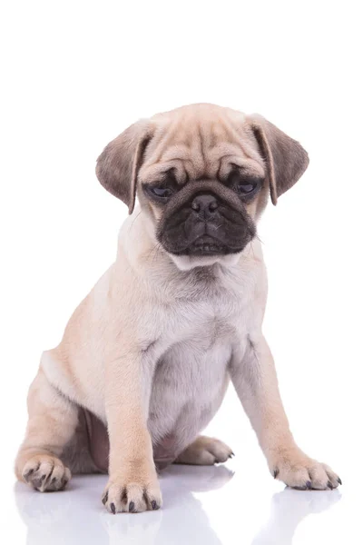 Trieste pug kijken neer op witte achtergrond — Stockfoto