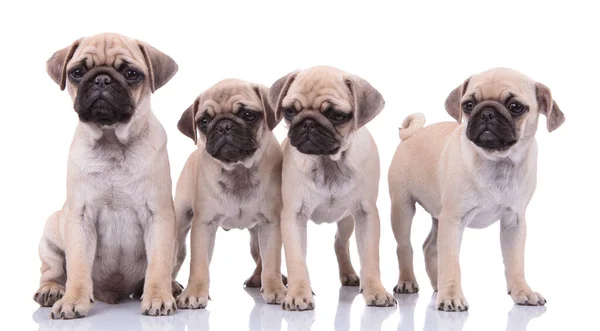 Family of four pugs on white background — Stockfoto