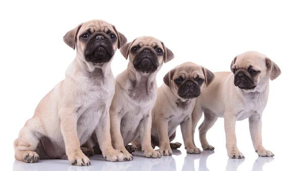 Team of four pugs on white background — Stockfoto