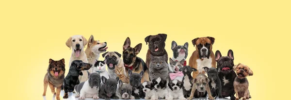 Skupina různých zvířat baví na žlutém pozadí — Stock fotografie