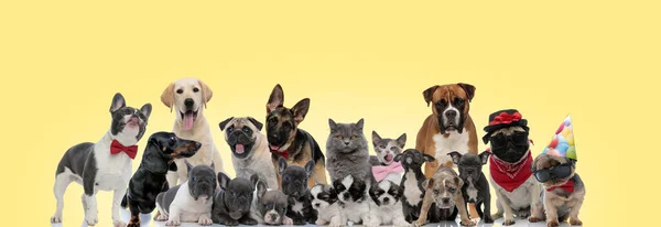 Team of different breeds of animals on yellow background — Stok fotoğraf