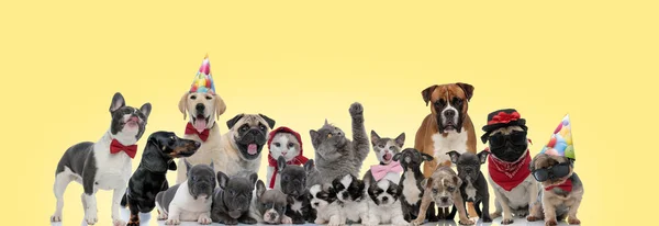 Equipe de diferentes animais no fundo amarelo — Fotografia de Stock