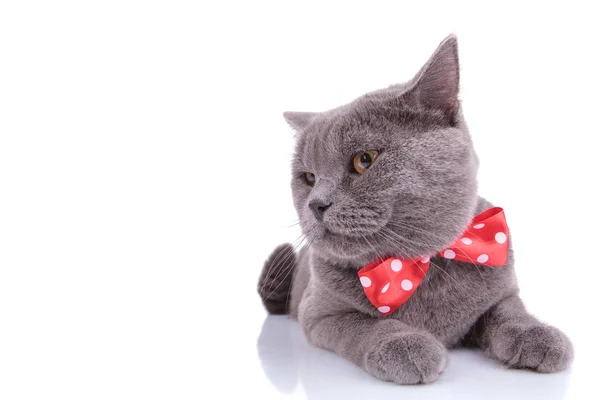 Alegre britânico curto gato vestindo bowtie e olhando para longe — Fotografia de Stock