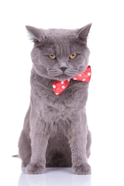 Angry British Shorthair cat wearing bowtie and frowning — Stock Photo, Image