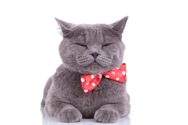 Cansado britânico Shorthair gato vestindo piscar — Fotografia de Stock