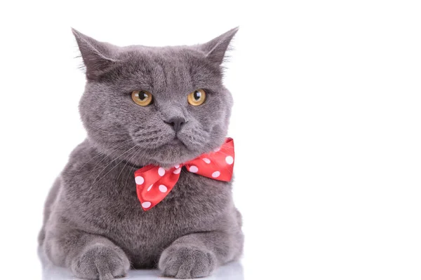 Ansioso britânico curto gato olhando para longe e vestindo bowtie — Fotografia de Stock