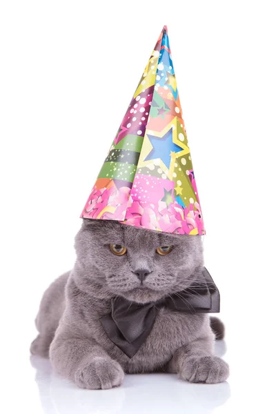 Perturbado Britânico Shorthair gato vestindo bowtie e chapéu de festa — Fotografia de Stock