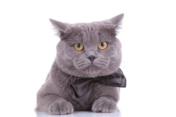 Ansioso britânico curto gato vestindo bowtie, olhando para a frente — Fotografia de Stock