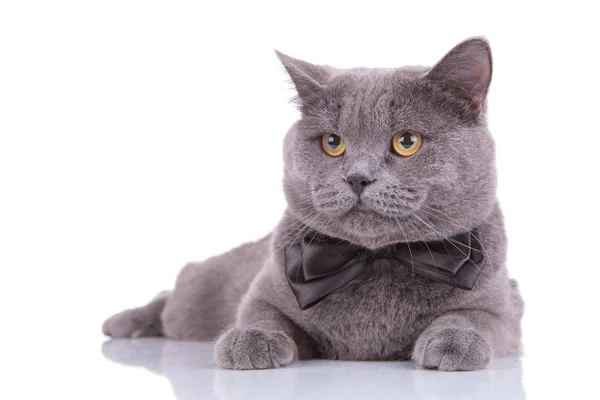 Dutil británico taquigrafía gato usando bowtie y esperando — Foto de Stock