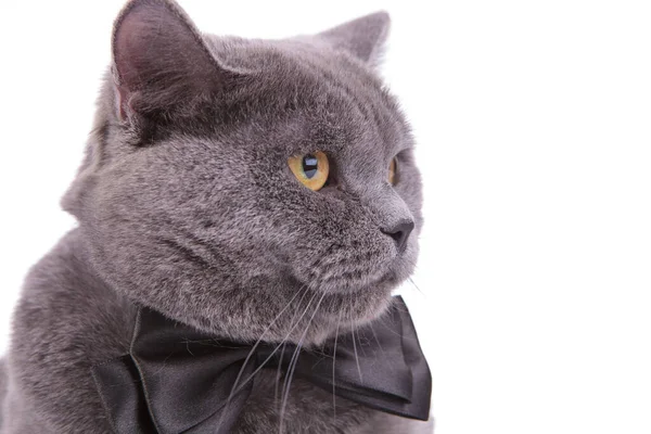 Close up of adorable British Shorthair cat wearing bowtie — ストック写真