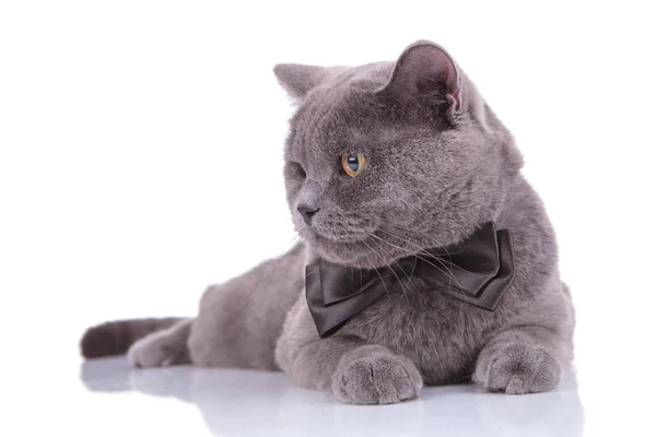 Curious British Shorthair cat wearing bowtie and looking away — Stok fotoğraf