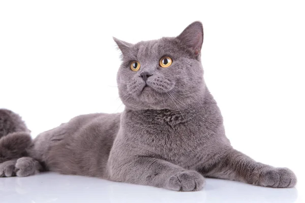 Neugierige britische Kurzhaarkatze wartet pflichtbewusst auf ein Leckerli — Stockfoto