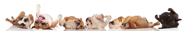 Seis torpes Bulldogs rodando sobre su espalda, jugando y jadeando —  Fotos de Stock