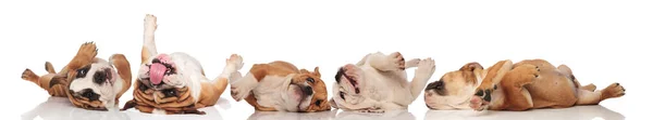 Fem spelar engelska bulldoggar rullar på rygg och flämtande — Stockfoto
