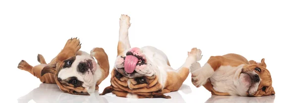 Três bulldogs ingleses ofegantes e rolando em suas costas — Fotografia de Stock