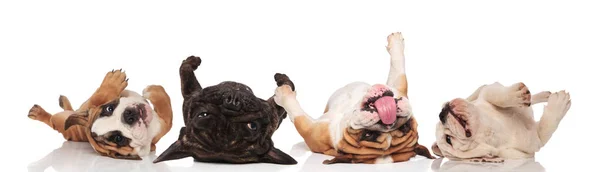 Vier schattige Bulldogs hijgend en rollend op hun rug — Stockfoto