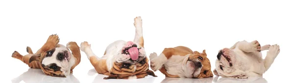 Vier mooie Engelse Bulldogs rollen op hun rug — Stockfoto