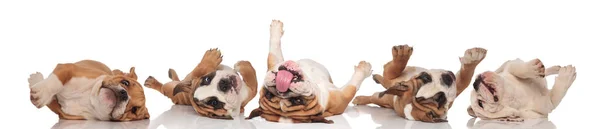 Fyra klumpiga engelska bulldoggar rullar på rygg och flämtande — Stockfoto