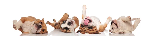 Four funny English Bulldogs rolling on back and panting