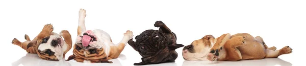 Vier onhandige Bulldogs hijgen en rollen op hun rug — Stockfoto