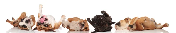 Fem roliga bulldoggar rullar på rygg och flämtande — Stockfoto