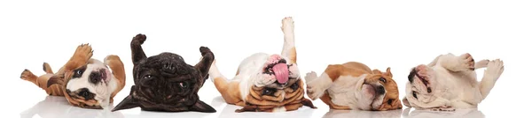 Cinq adorables Bulldogs roulant sur le dos et le pantin — Photo