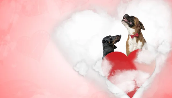 I kärlek Teckel och Boxer valpar sitter på kärlek moln — Stockfoto