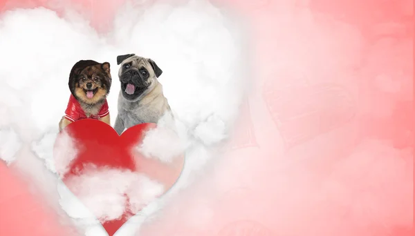 No amor Pomeranian e Pug cachorros ofegantes na nuvem de amor — Fotografia de Stock