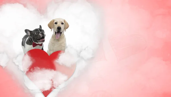 N amor francés Bulldog y Labrador Retriever cachorros jadeo —  Fotos de Stock