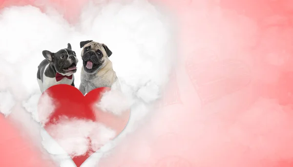 In love French Bulldog and Pug puppies panting — ストック写真