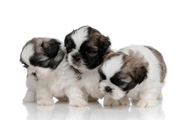 Focused Shih Tzu cubs looking for something while standing — Stock Photo, Image