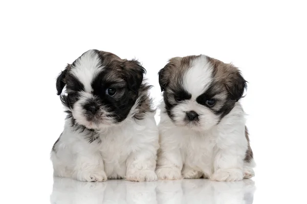 Concerned Shih Tzu cubs looking forward and thinking — Stock Photo, Image