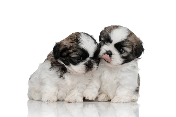 Shih Tzu cuccioli confortanti e abbracciarsi — Foto Stock