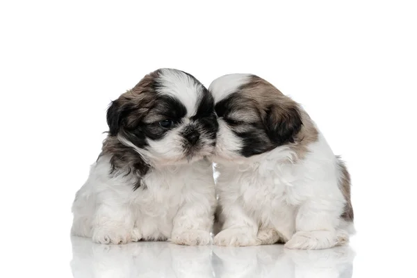 Adorável Shih Tzu filhote beijando seu irmão — Fotografia de Stock
