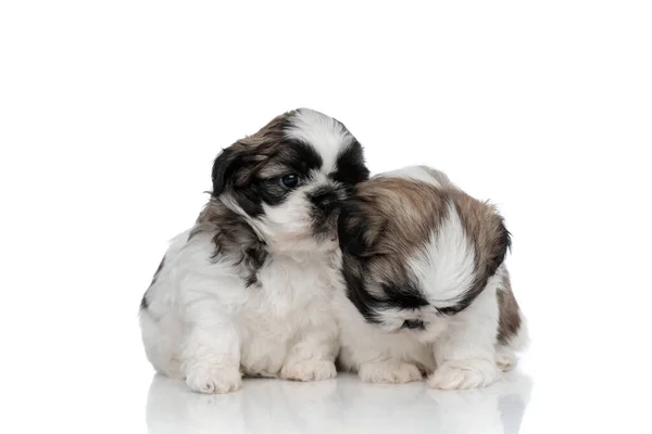 Preocupado Shih Tzu cachorros reconfortante y abrazo — Foto de Stock