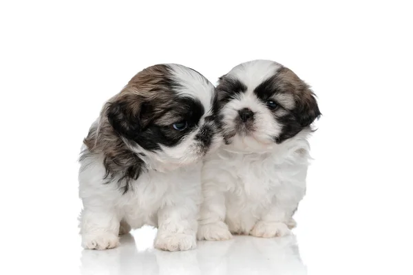 Mooie Shih Tzu welpen omhelzen elkaar — Stockfoto