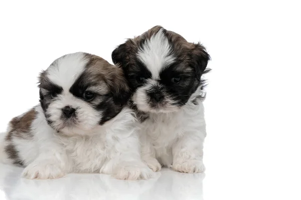 Verstoorde Shih Tzu puppies kijken vooruit en fronsen — Stockfoto