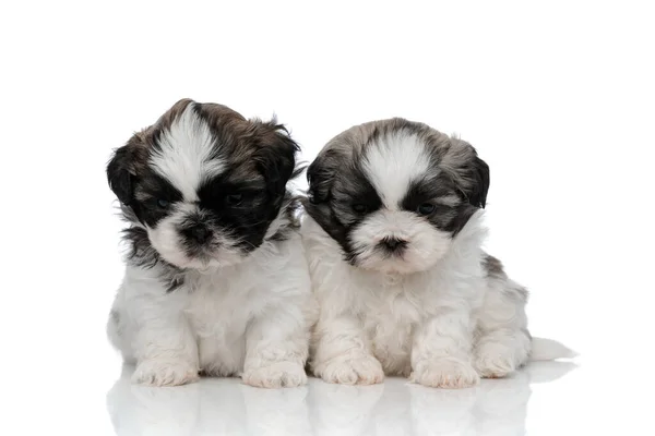 Shy Shih Tzu cubs looking forward with puppy eyes — Stock Photo, Image