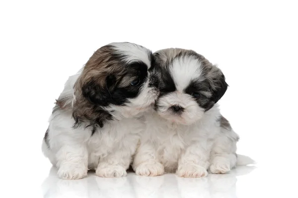 Adorable Shih Tzu cachorro besar y abrazar a su hermano — Foto de Stock