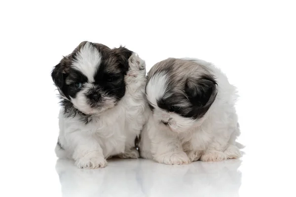 Shih Tzu welp het verhogen van zijn poot naast zijn broer en zus — Stockfoto