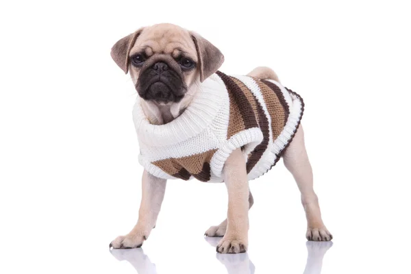 Cute pug in knitted costume standing on white background Stock Picture