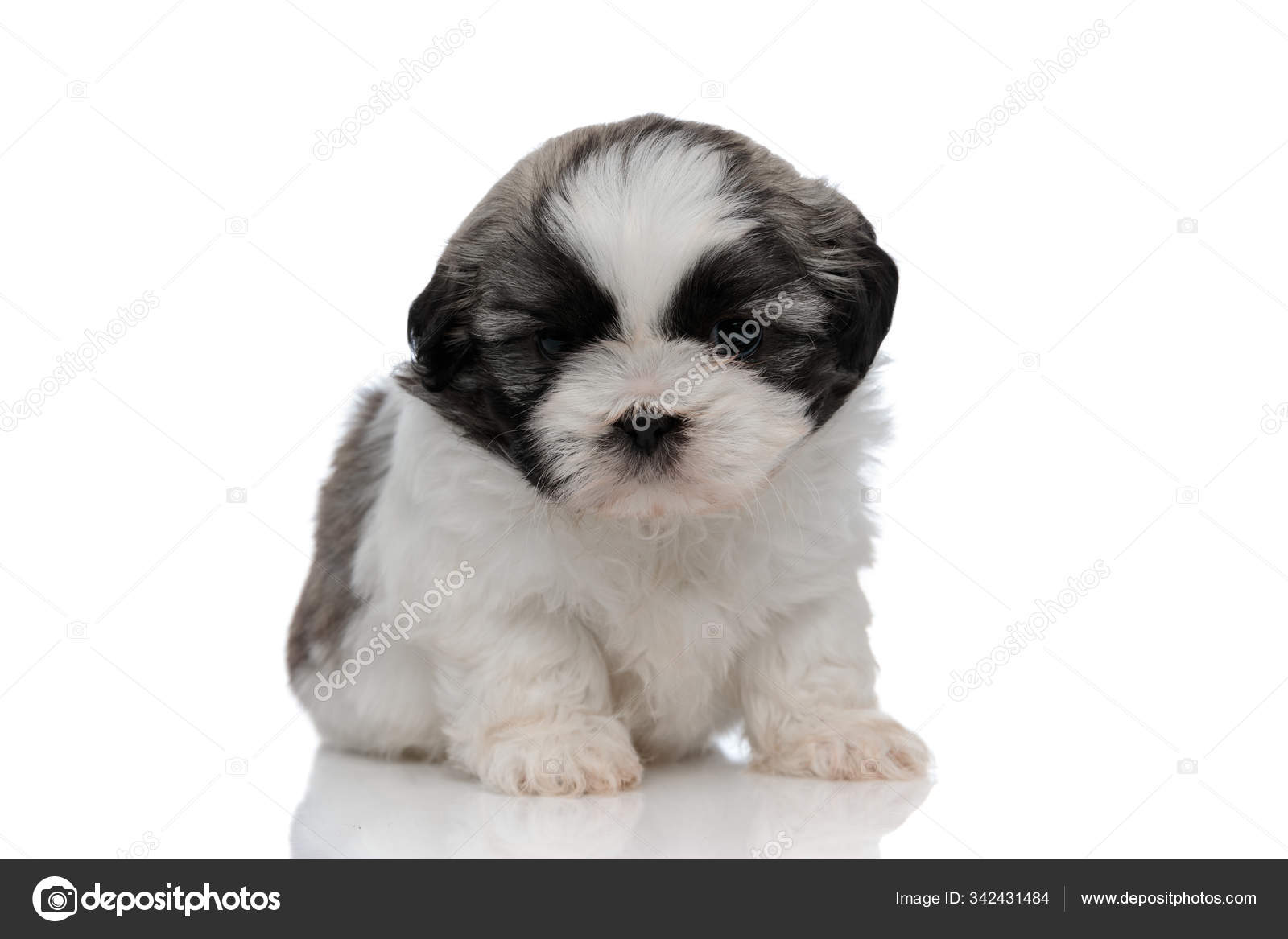 Stock Photo Free Shih Tzu Puppies 5+ Hundred Shih Tzu Months