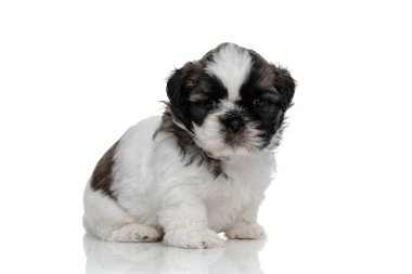 Gergin Shih Tzu yavrusu ileriye bakıyor ve kaşlarını çatıyor 