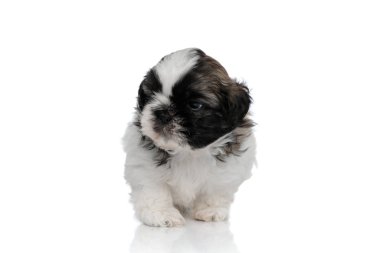 Sert Shih Tzu köpek yavrusu yürüyor ve başka tarafa bakıyor.